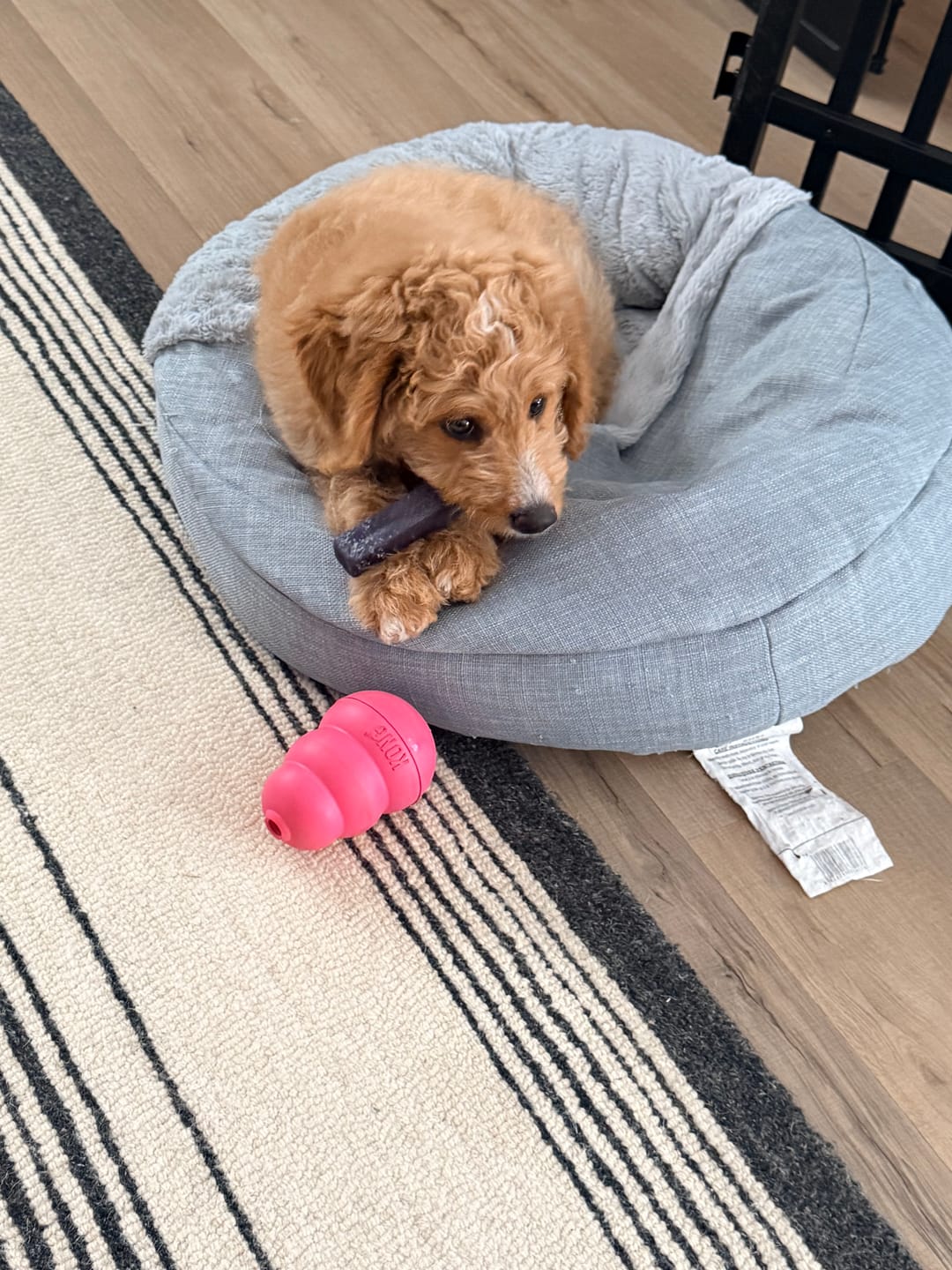 Customer photo review of Himalayan Yak Chews — 6 Flavor Pack | Long-Lasting Natural Dog Chews