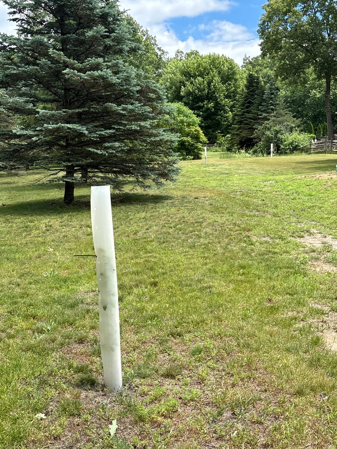 Customer photo review of Tree Pro Grow Tubes