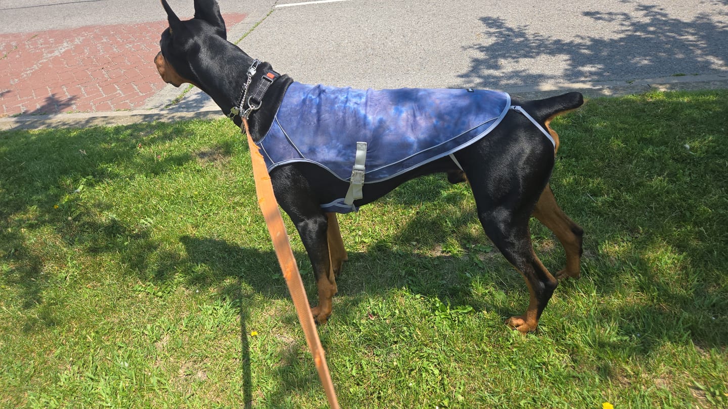 Customer photo review of Chilltech™ Dog Cooling Vests