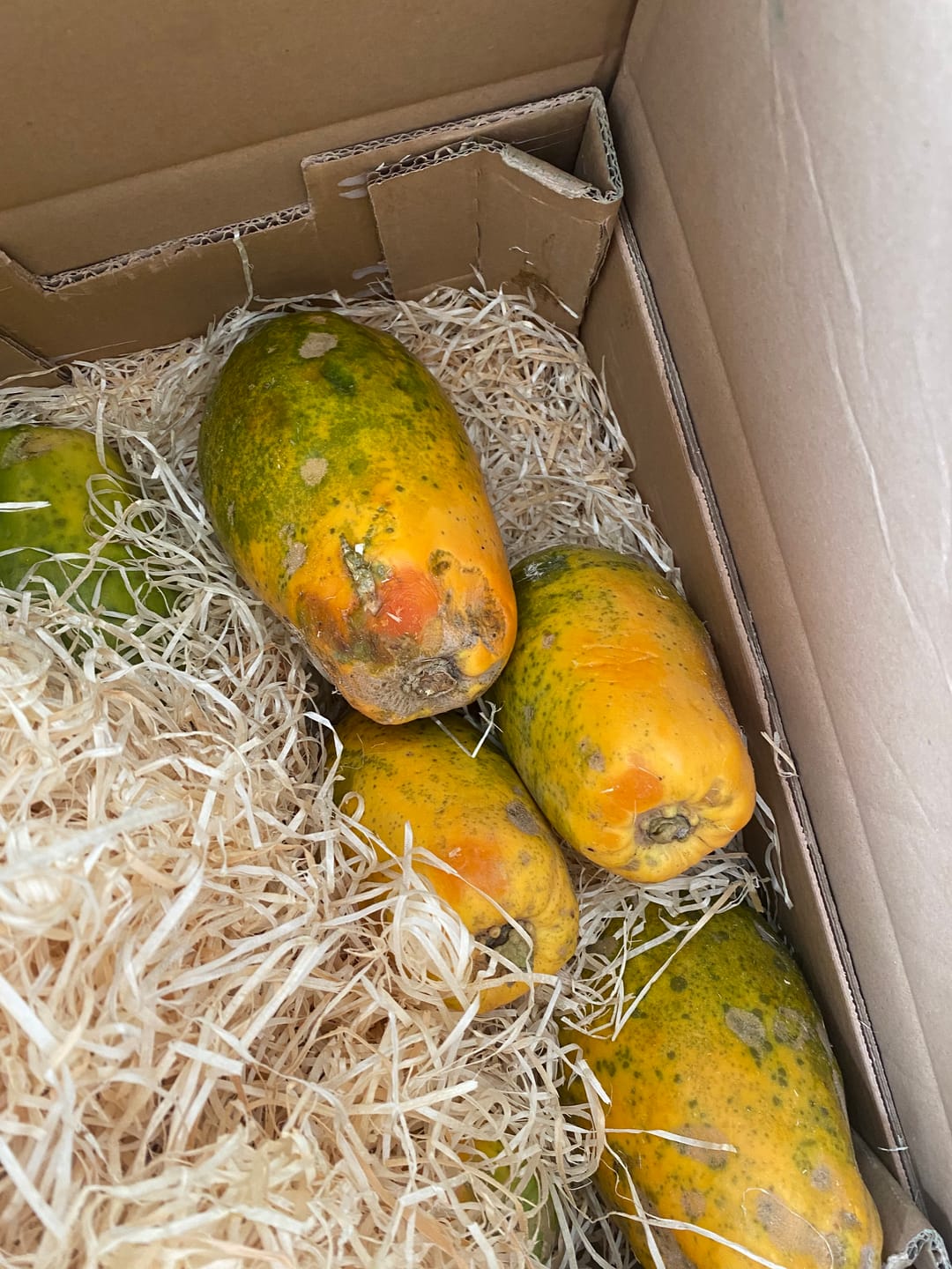 Customer photo review of Papaya Bio von Julian Wochenaktion %