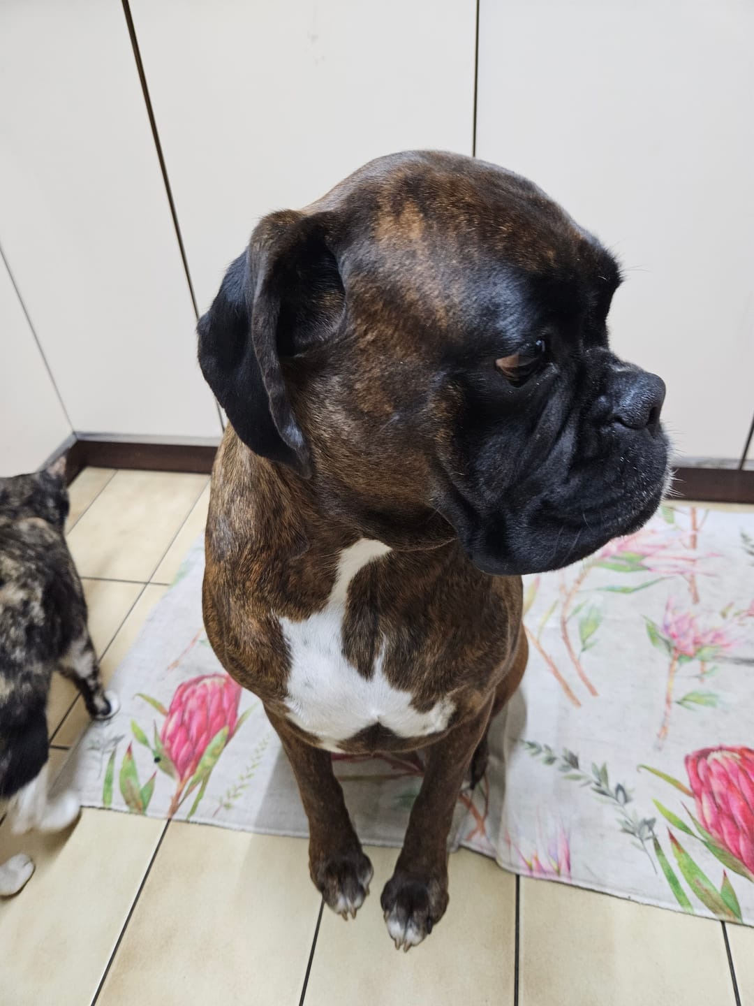 Customer photo review of Doggymin (Skin & Immunity Support For Dogs)