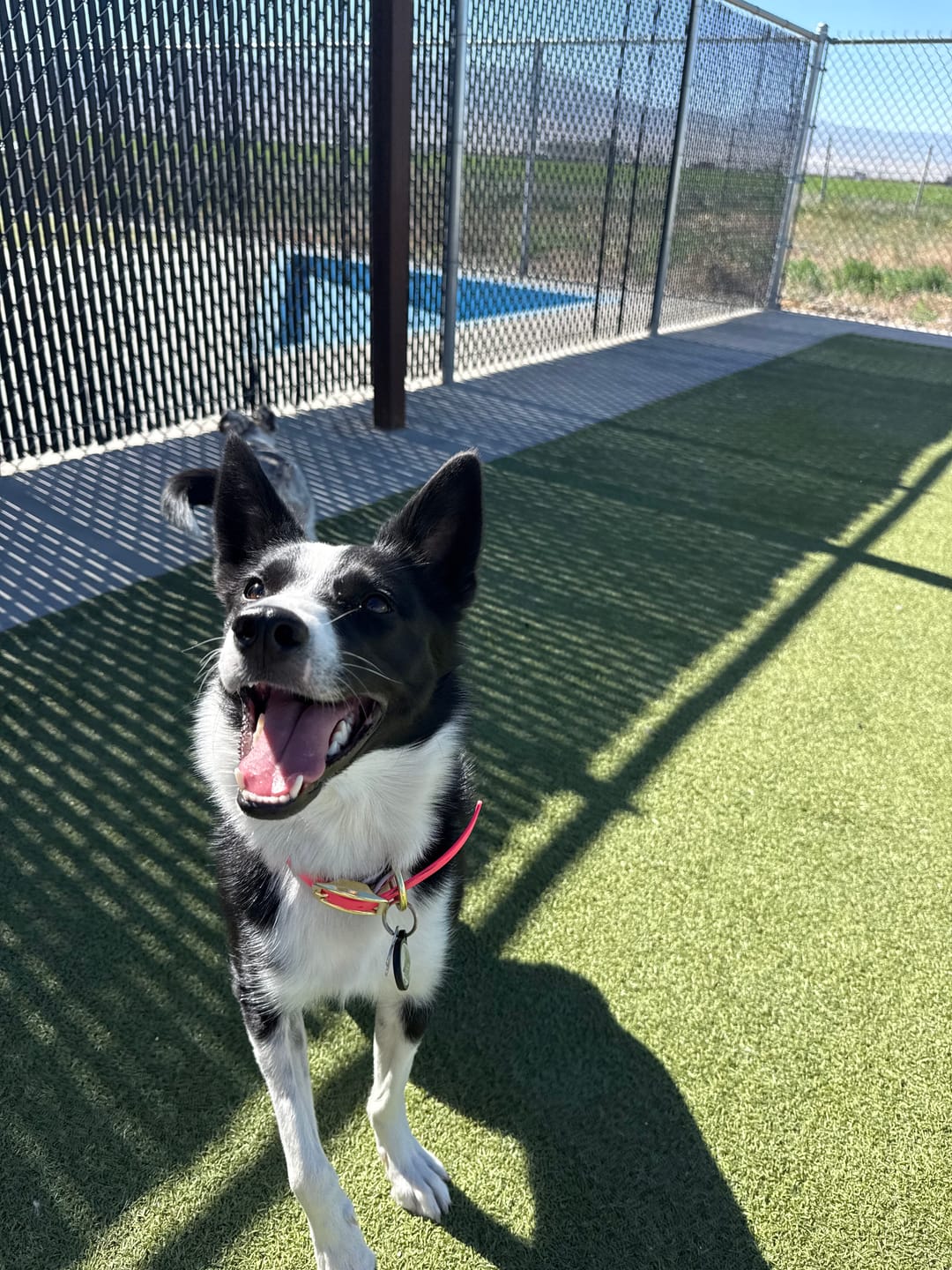 Customer photo review of Waterproof Fi Compatible Dog Collar | Built with BioThane®