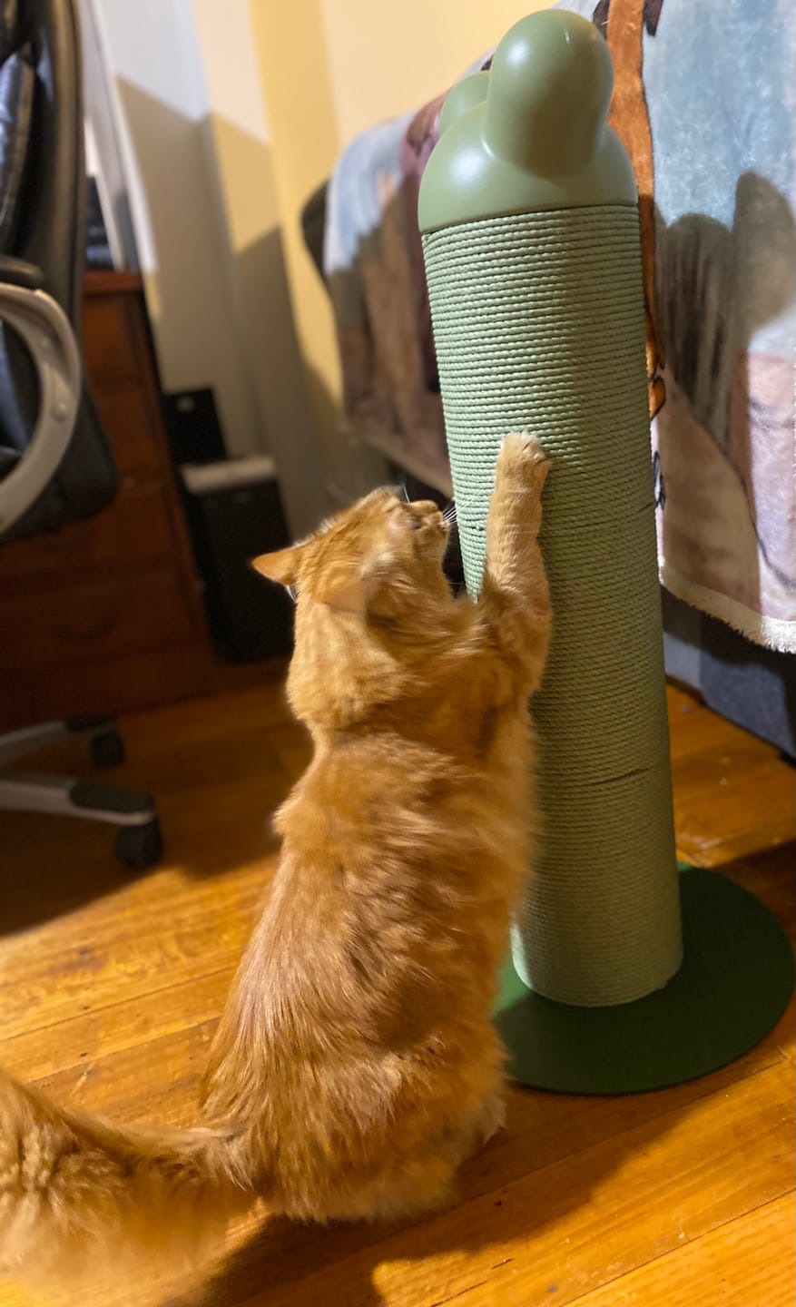 Customer photo review of Makesure Nino Cat Scratching Post | Cat Tree