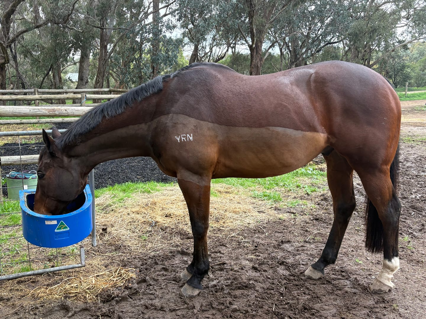 Customer photo review of Ulcer Armour+