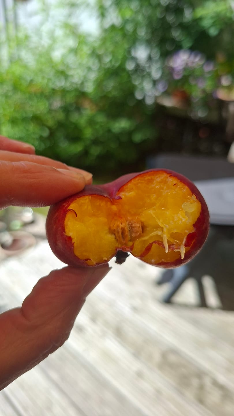 Customer photo review of Weinbergpfirsiche gelb Bio von Jose Miguel