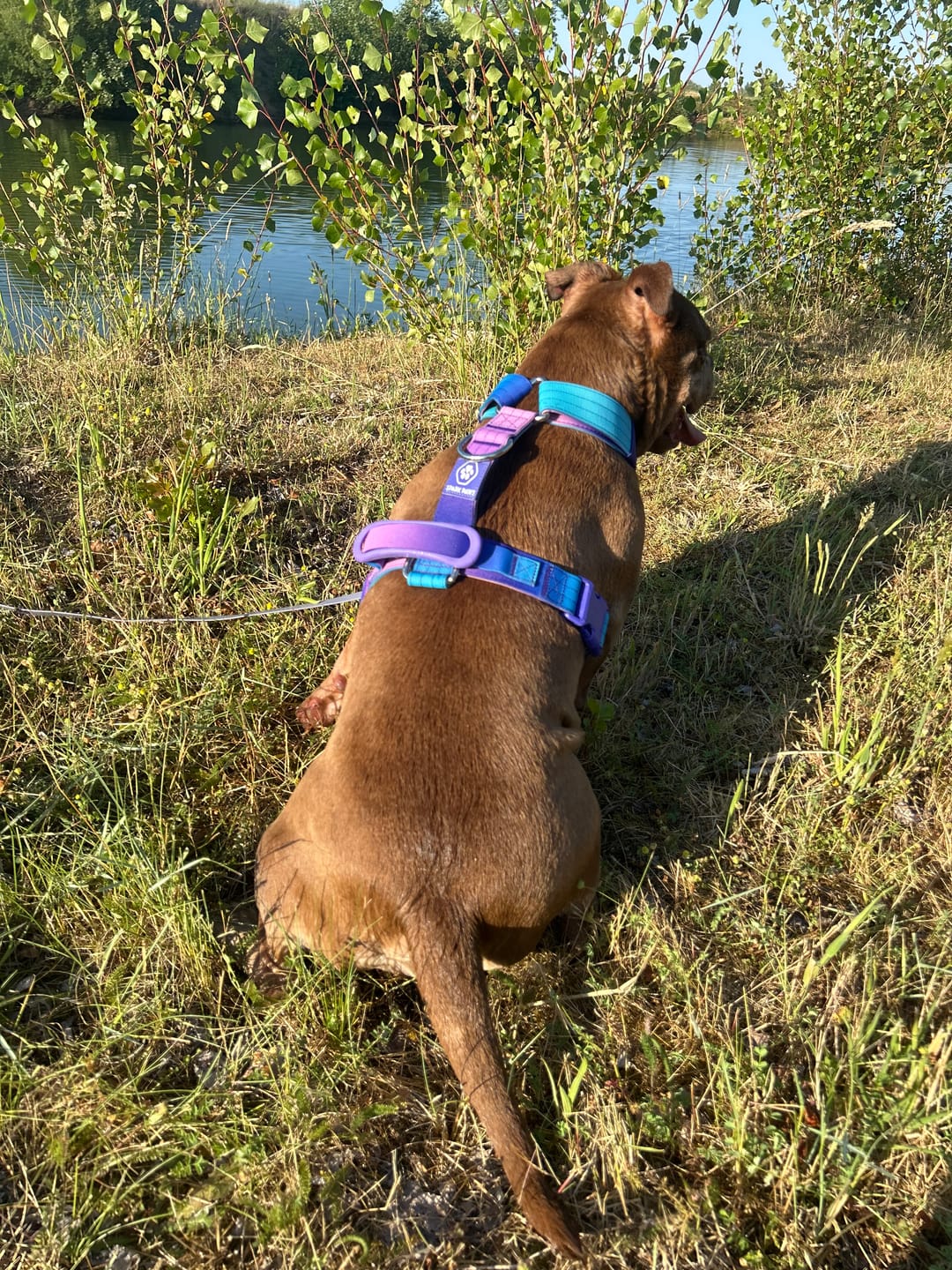 Customer photo review of Comfort Control No-Pull Dog Harness - 90s Retro
