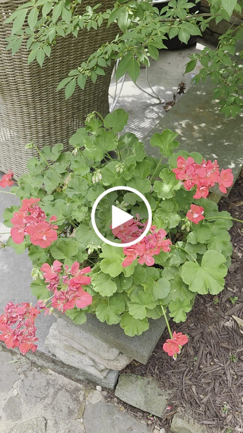 Customer video review of Bloom Juice Award-Winning Formula