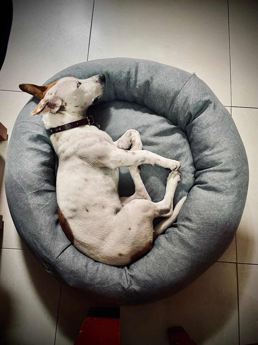 Customer photo review of Cama Antiestrés para Perros