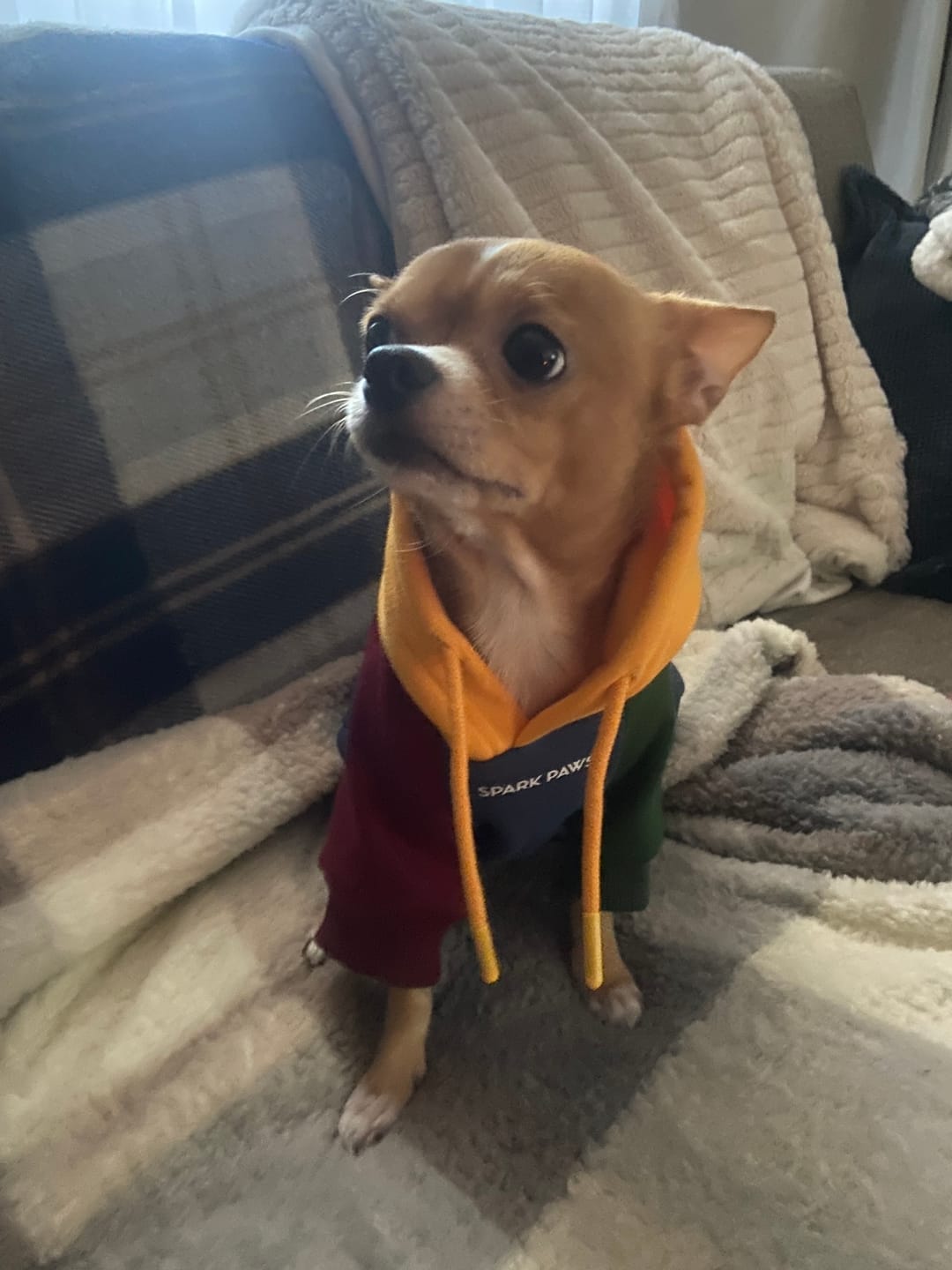 Customer photo review of Primary Color Block Dog Hoodie