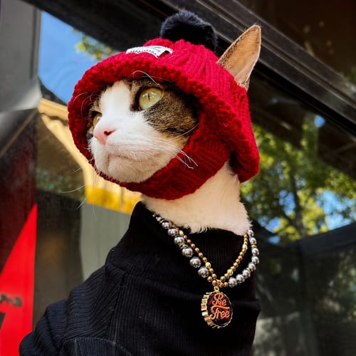 Emily's pet wearing a pearl necklace