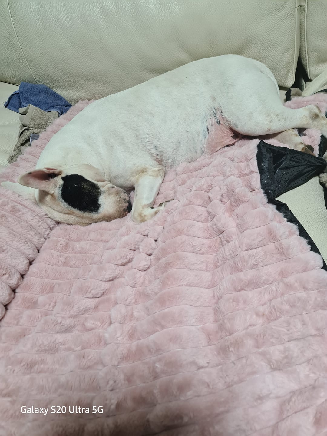 Customer photo review of Luxury Couch Cover Dog Bed - Pink