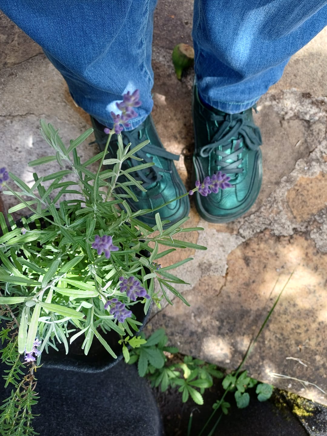 Customer photo review of Soho Metal Green