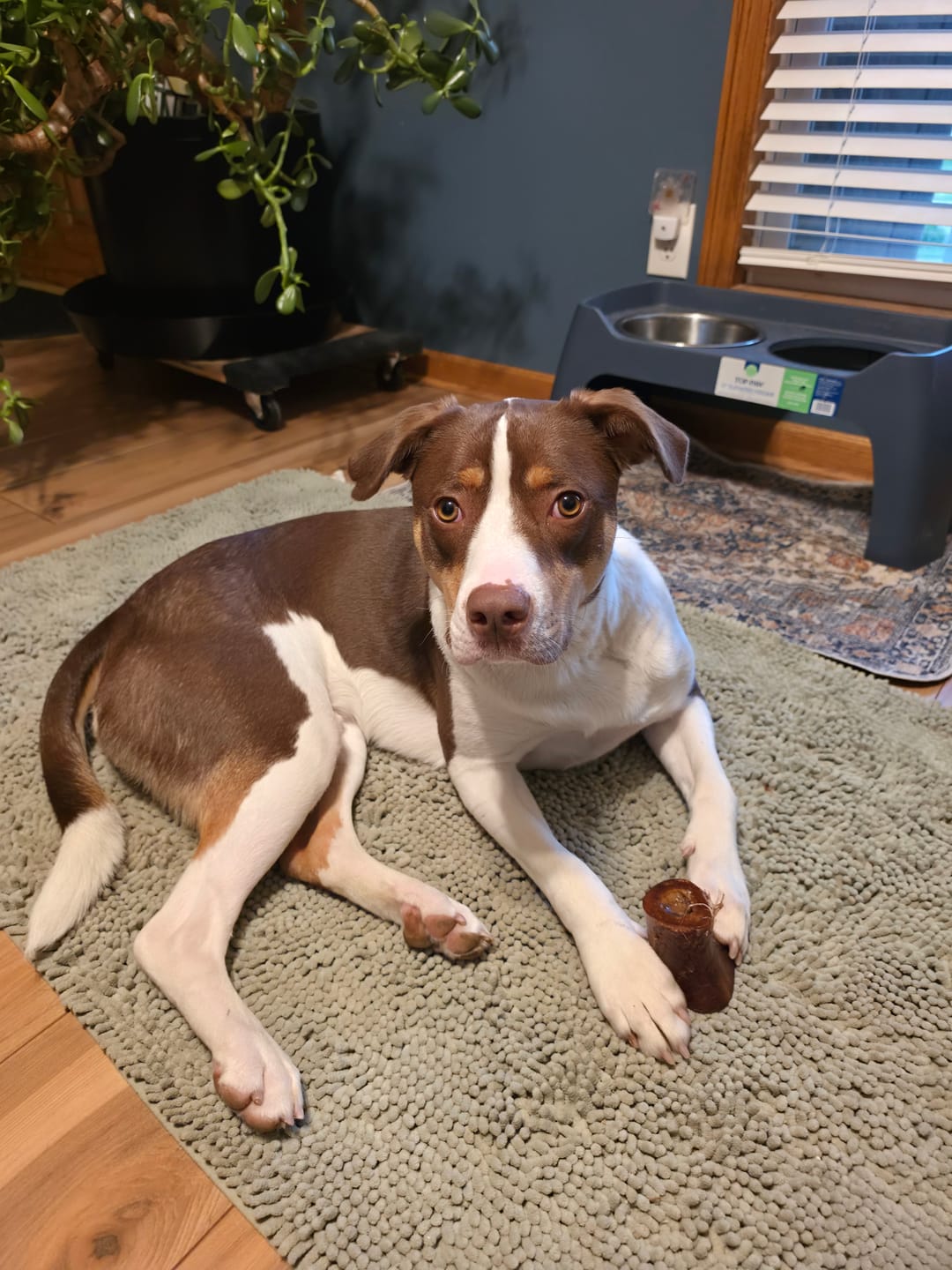 Customer photo review of Large Dog Spring Treat Bundle (41+ lbs)
