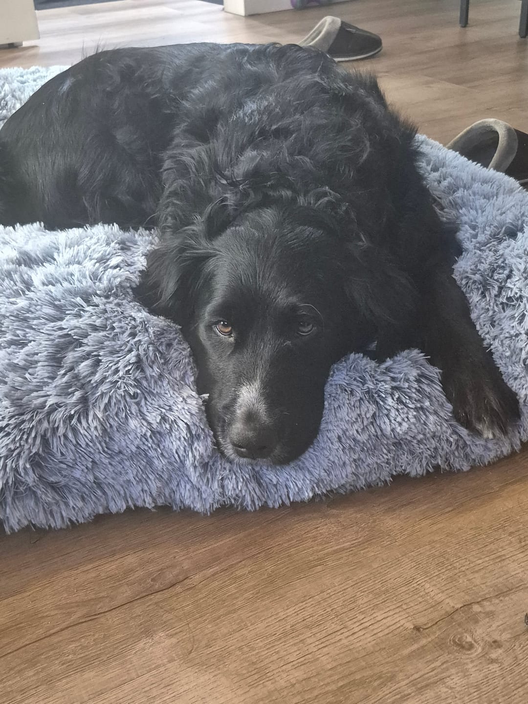 Customer photo review of Horizon Taiga - Nourriture pour chien économique 35 lbs