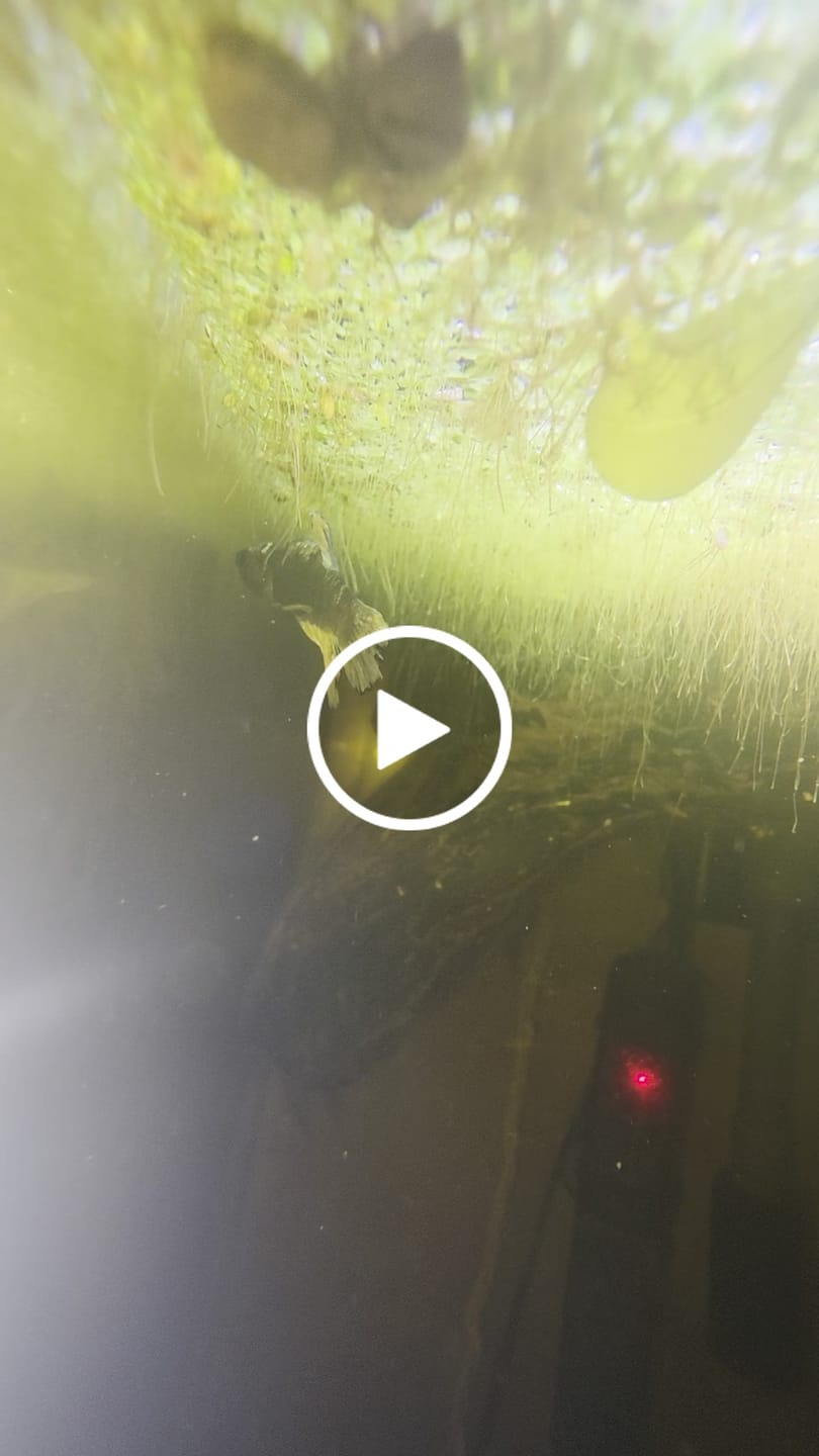 Customer video review of Koi Copper Betta Fish (Male)