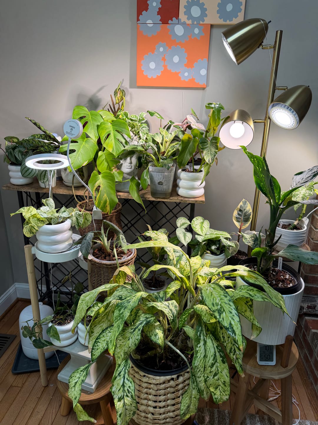 Customer photo review of Houseplant Pest Spray