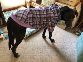 Customer photo review of Purple Plaid Dog Hoodie