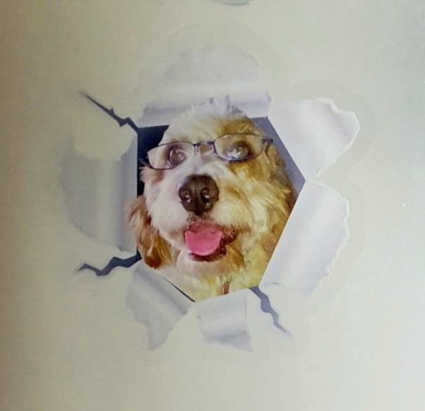 Customer photo review of Personalized Peeking Pets Decal - Gift For Pet Lovers