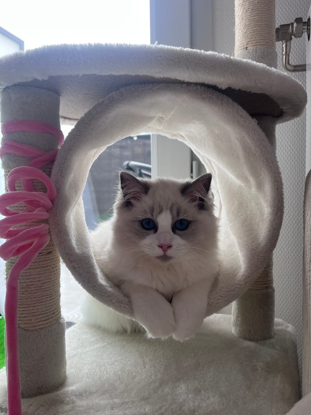 Customer photo review of Croquettes Chaton Sans Céréales - Poulet & Huile de Saumon