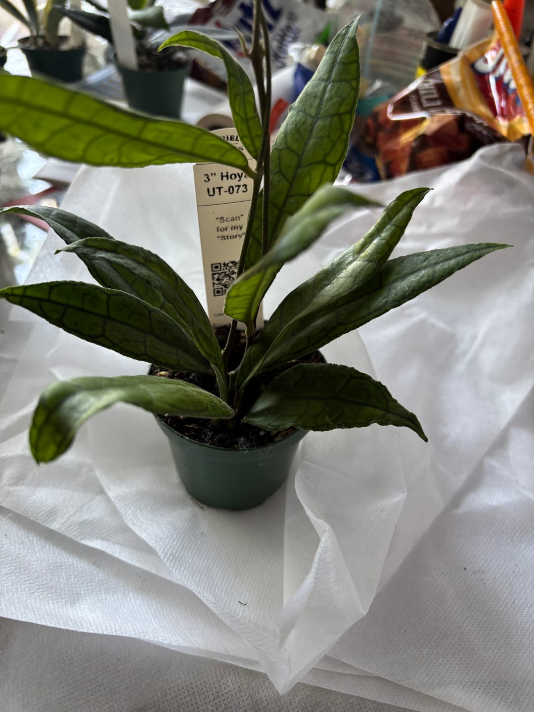 Customer photo review of Hoya UT-073