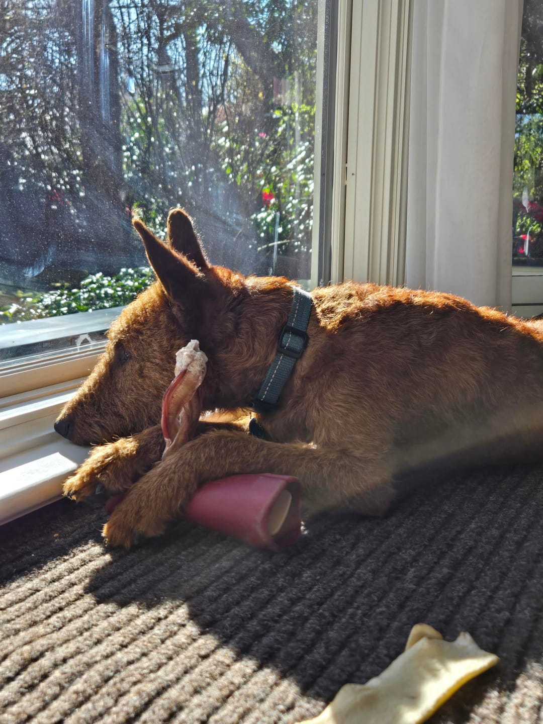 Customer photo review of 6 Inch Thick Braided Bully Stick