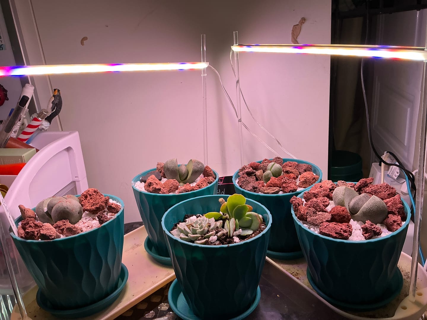 Customer photo review of Pleispilos 'Split Rock'