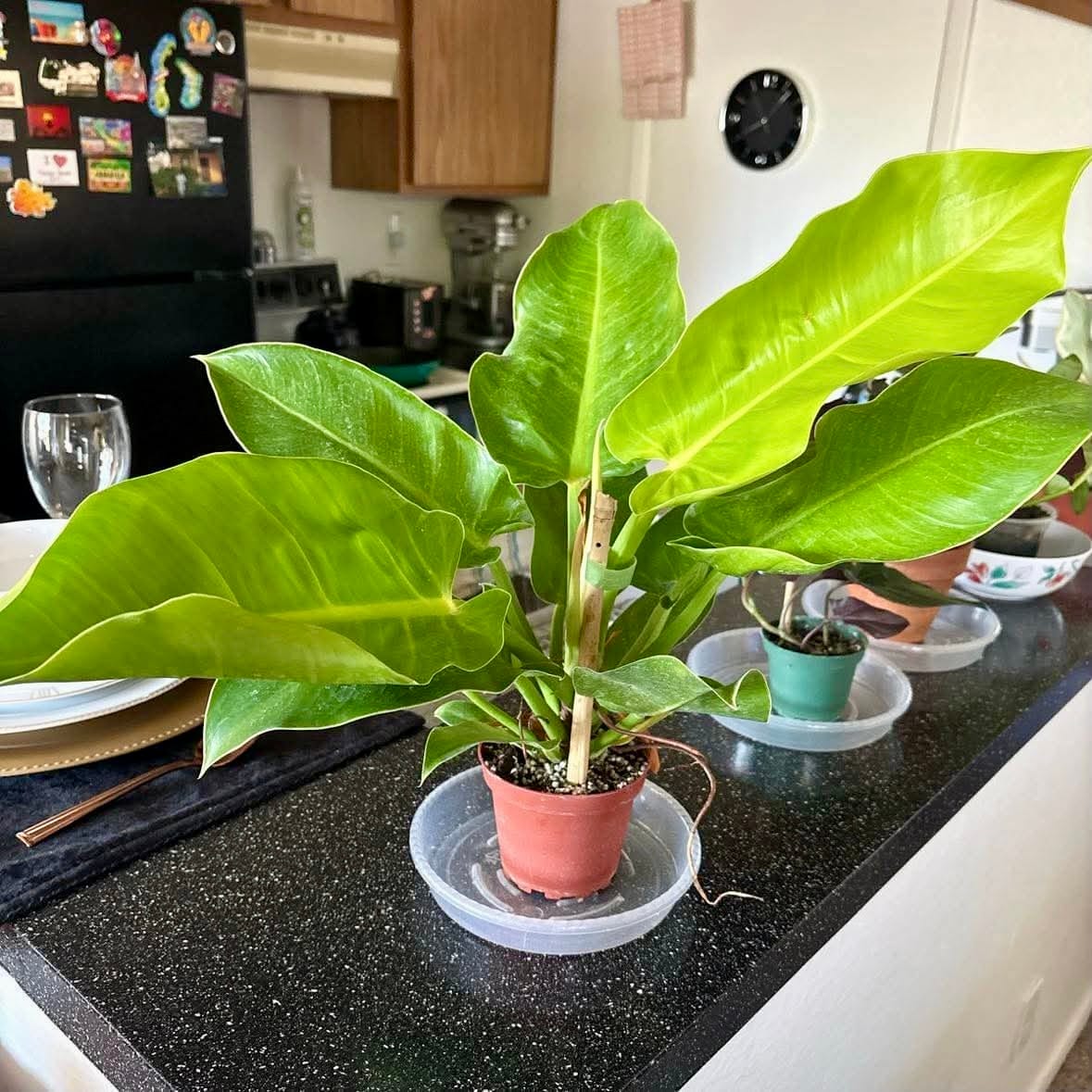 Customer photo review of Philodendron 'Moonlight'