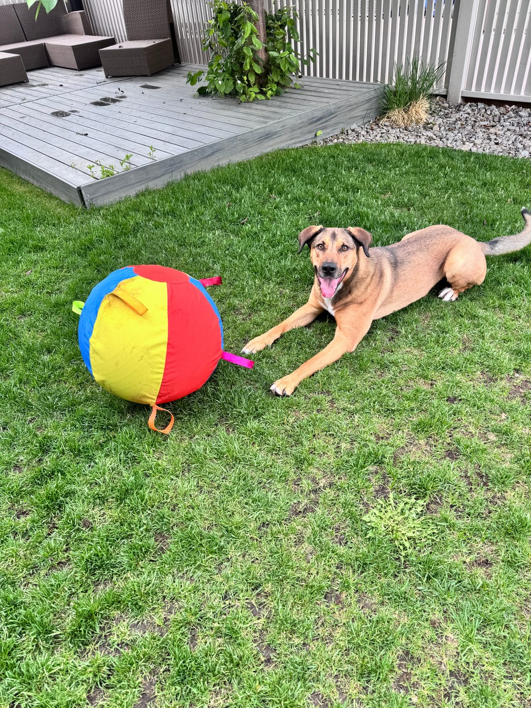 Customer photo review of Calming Jumbo Ball