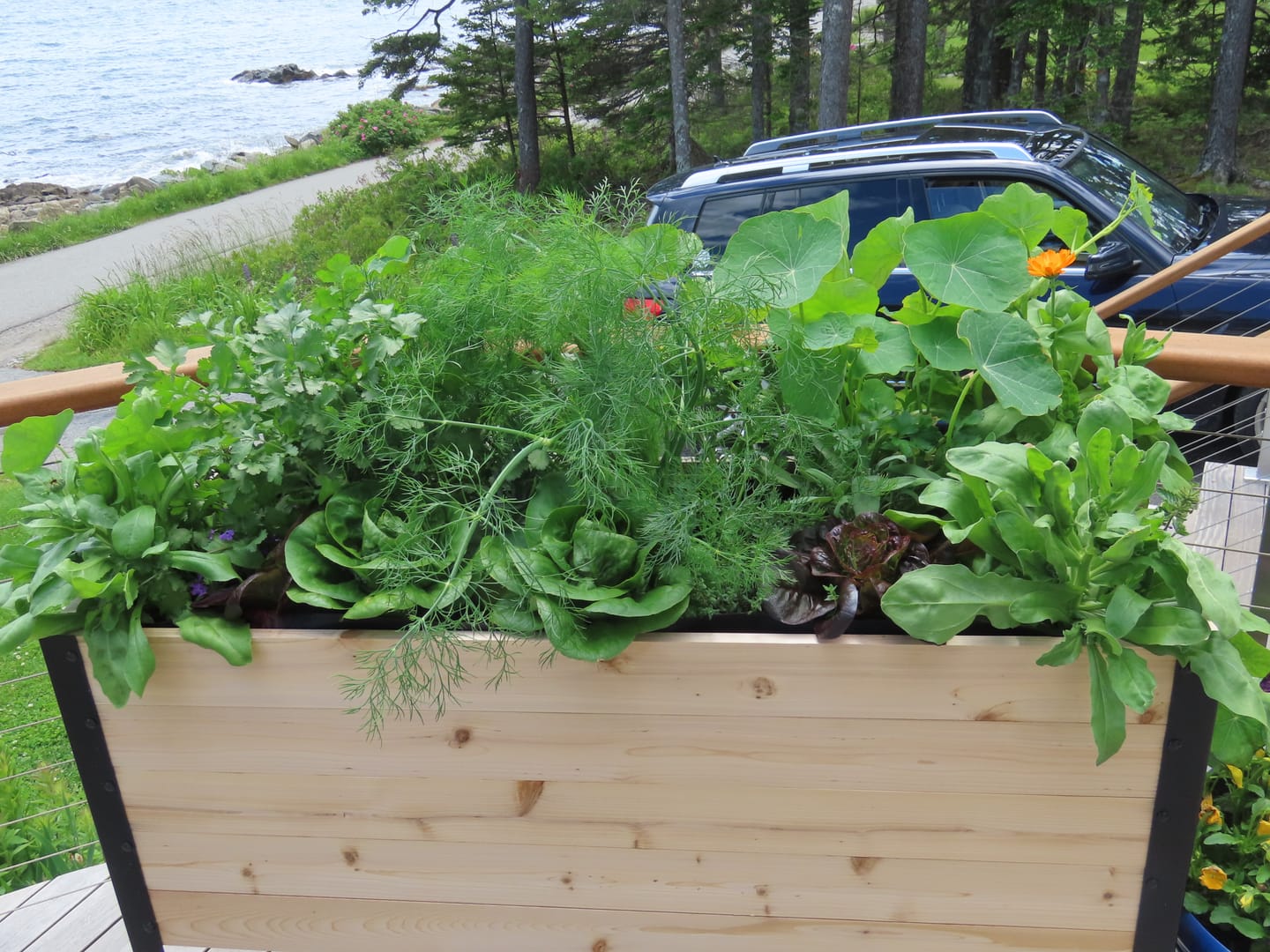 Customer photo review of 18" x 48" Raised Garden Bed - 30" TALL / Garden Grade
