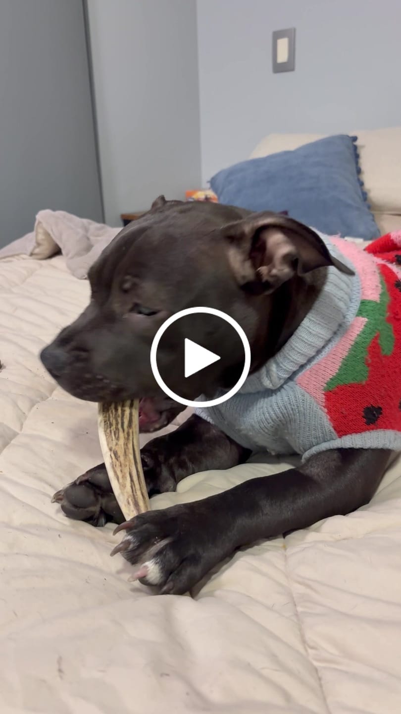 Customer video review of Asta de ciervo para perros - Regular