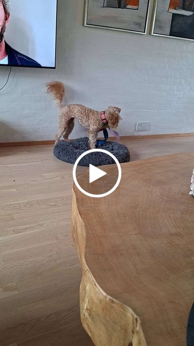 Customer video review of SnufFiesta: Den Ultimative Snusebold
