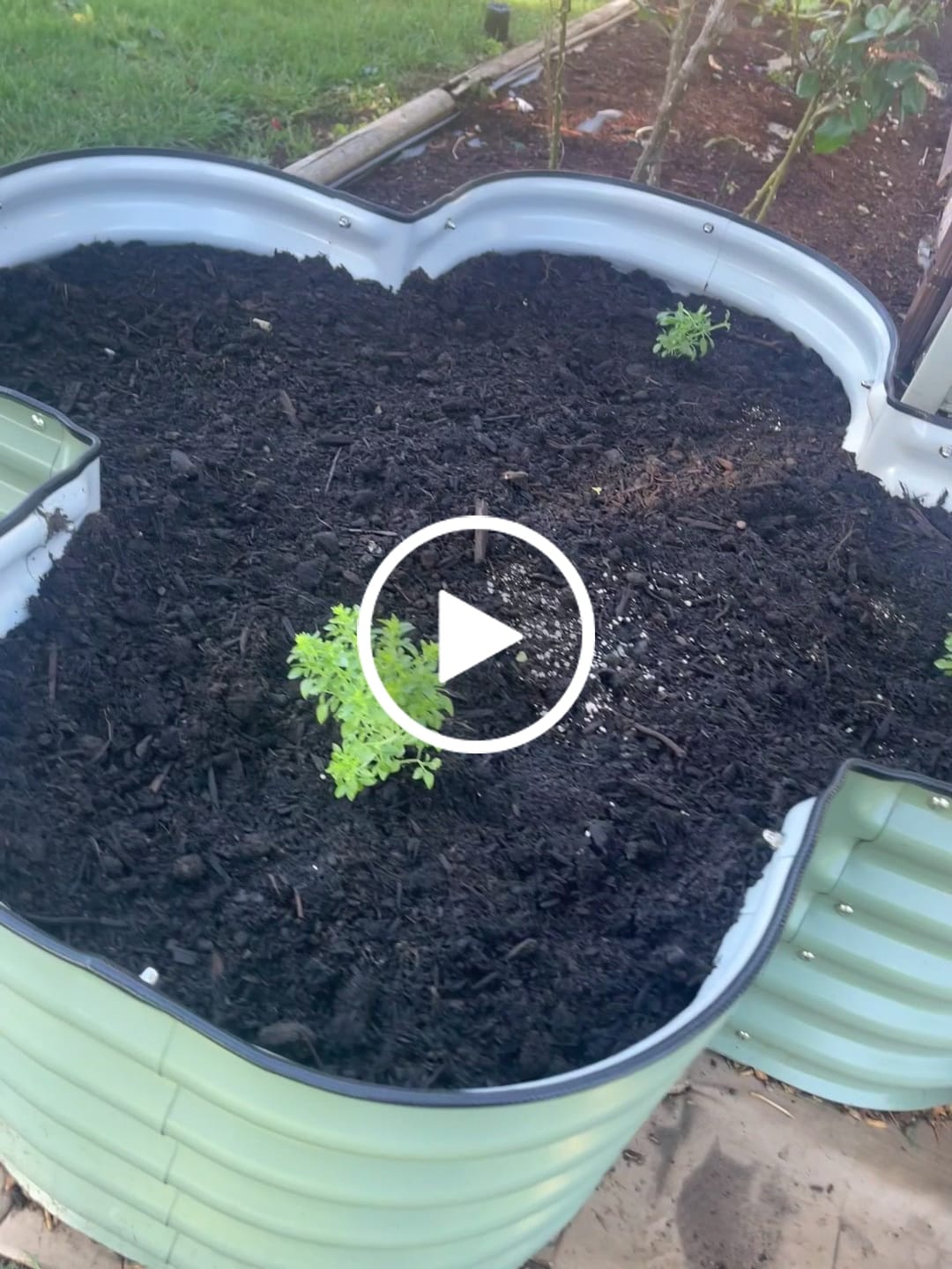 Customer video review of 17" Tall Four Leaf Clover