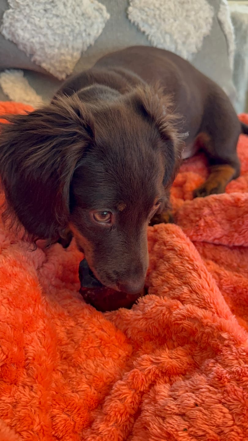 Customer photo review of Small Dog Spring Treat Bundle (Under 20 lbs)
