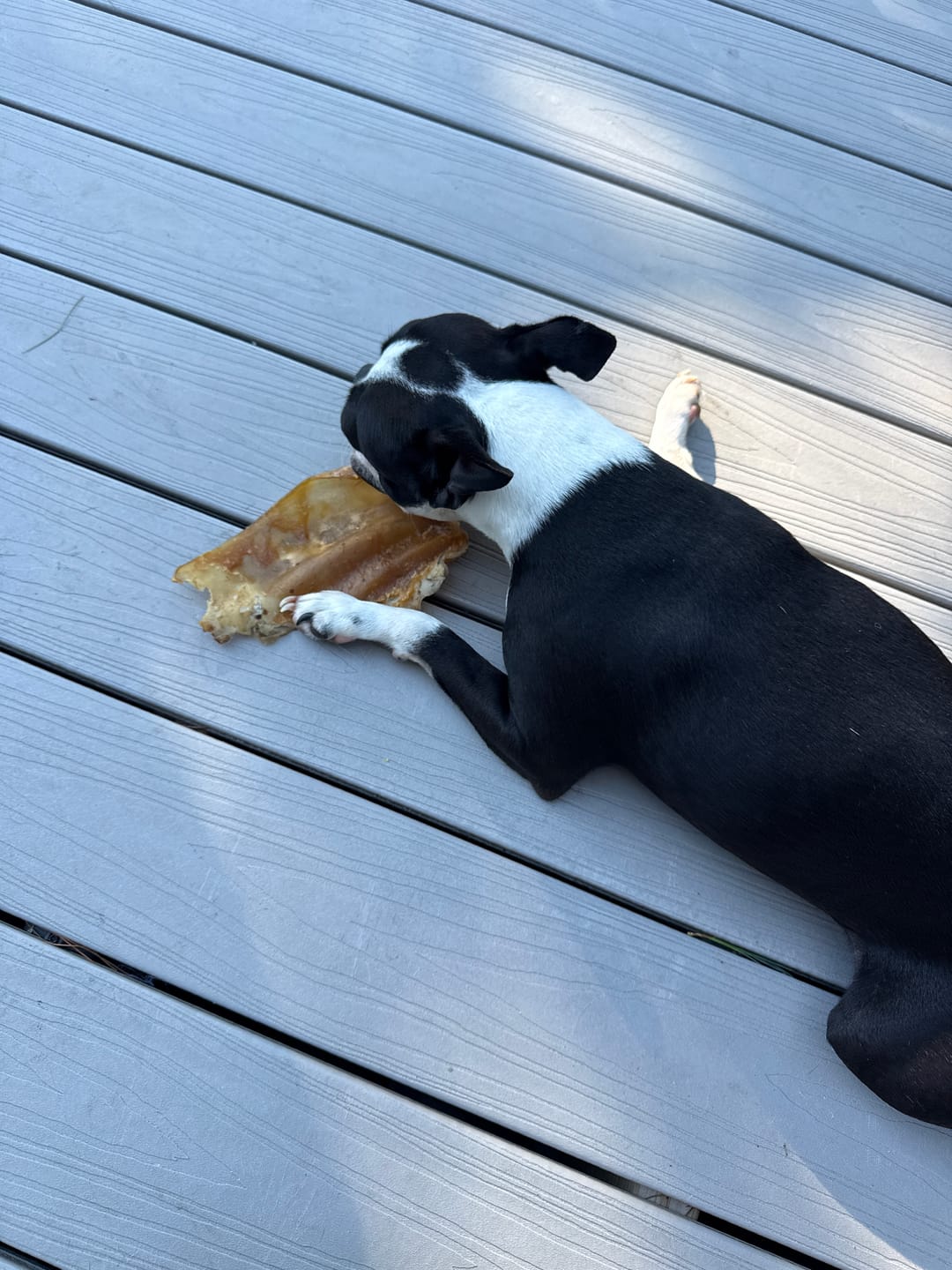 Customer photo review of Two Ear Combo: Pig & Cow Ears--12 Pack