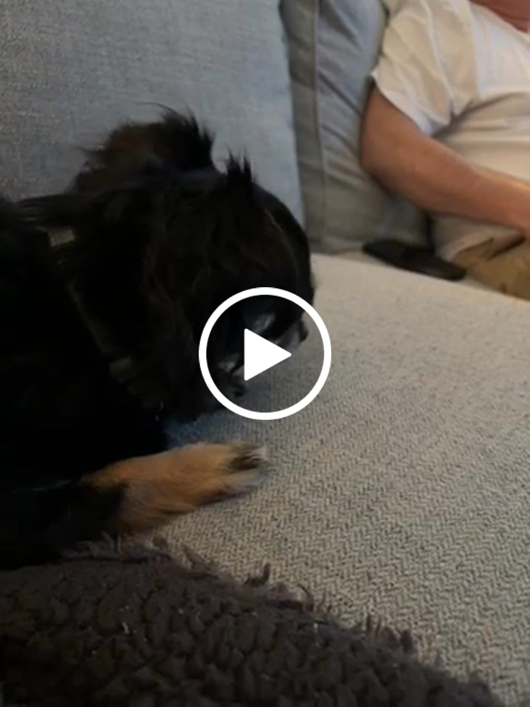 Customer video review of Bully Sticks 6-Inch Standard | Single-Ingredient Natural Dog Chew