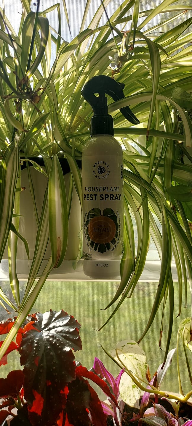 Customer photo review of Houseplant Pest Spray