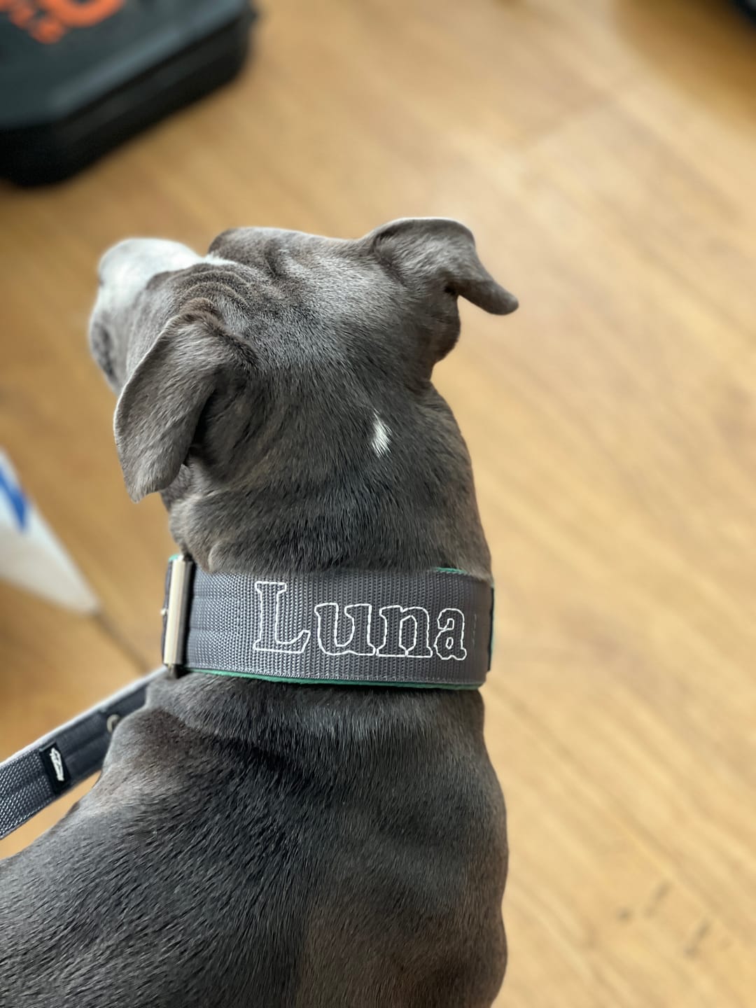 Customer photo review of Obroża dla psa z imieniem - Personal Standard