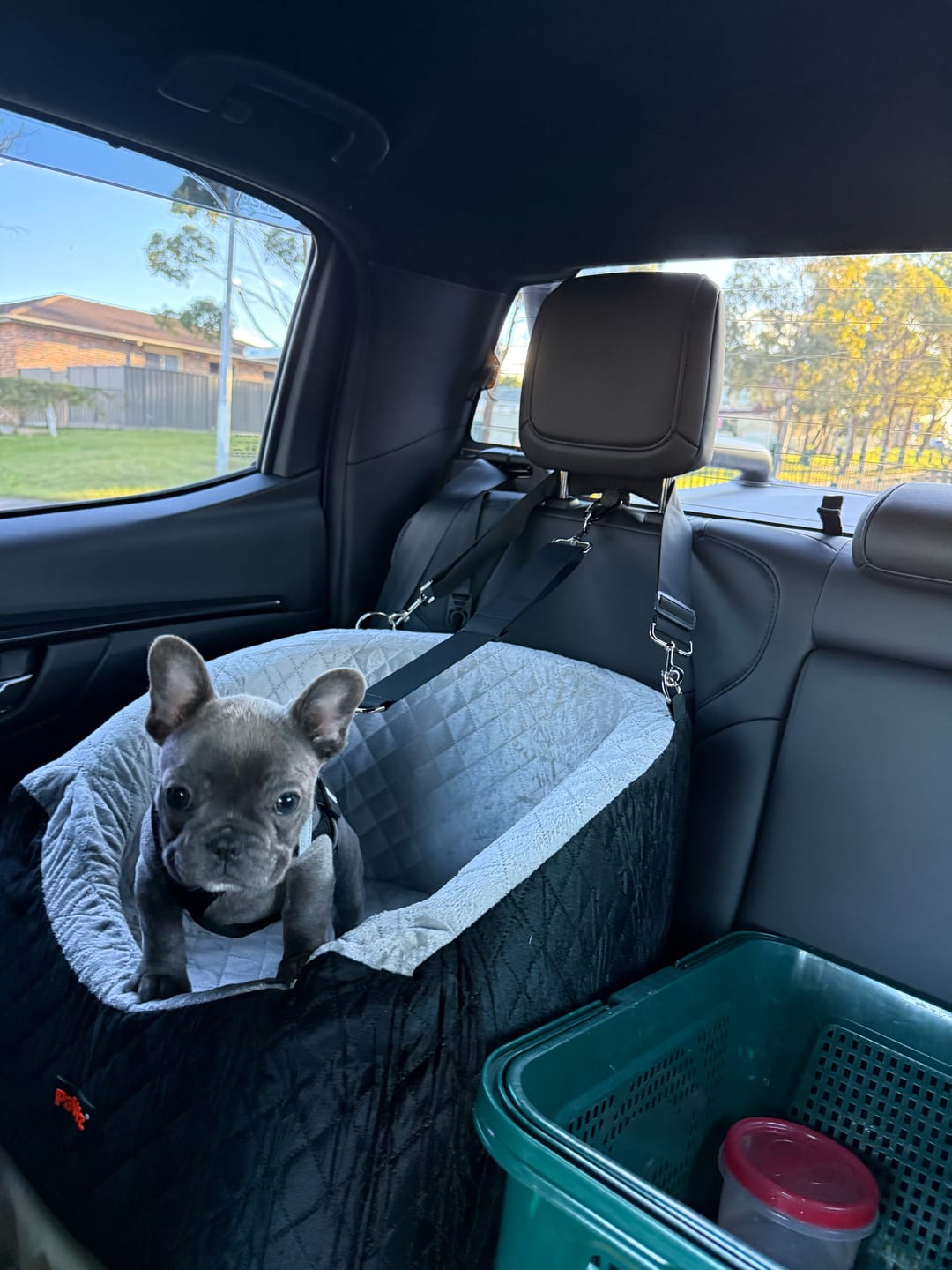 Customer photo review of Dog Car Booster Seat