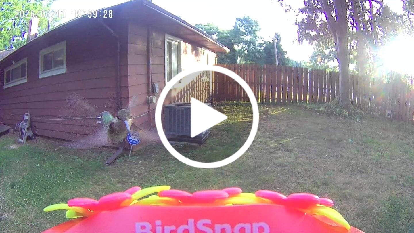 Customer video review of Smart Solar Hummingbird Feeder with HD Camera
