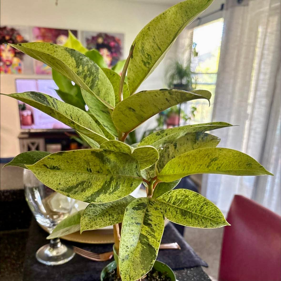 Customer photo review of Ficus elastica 'Shivereana'
