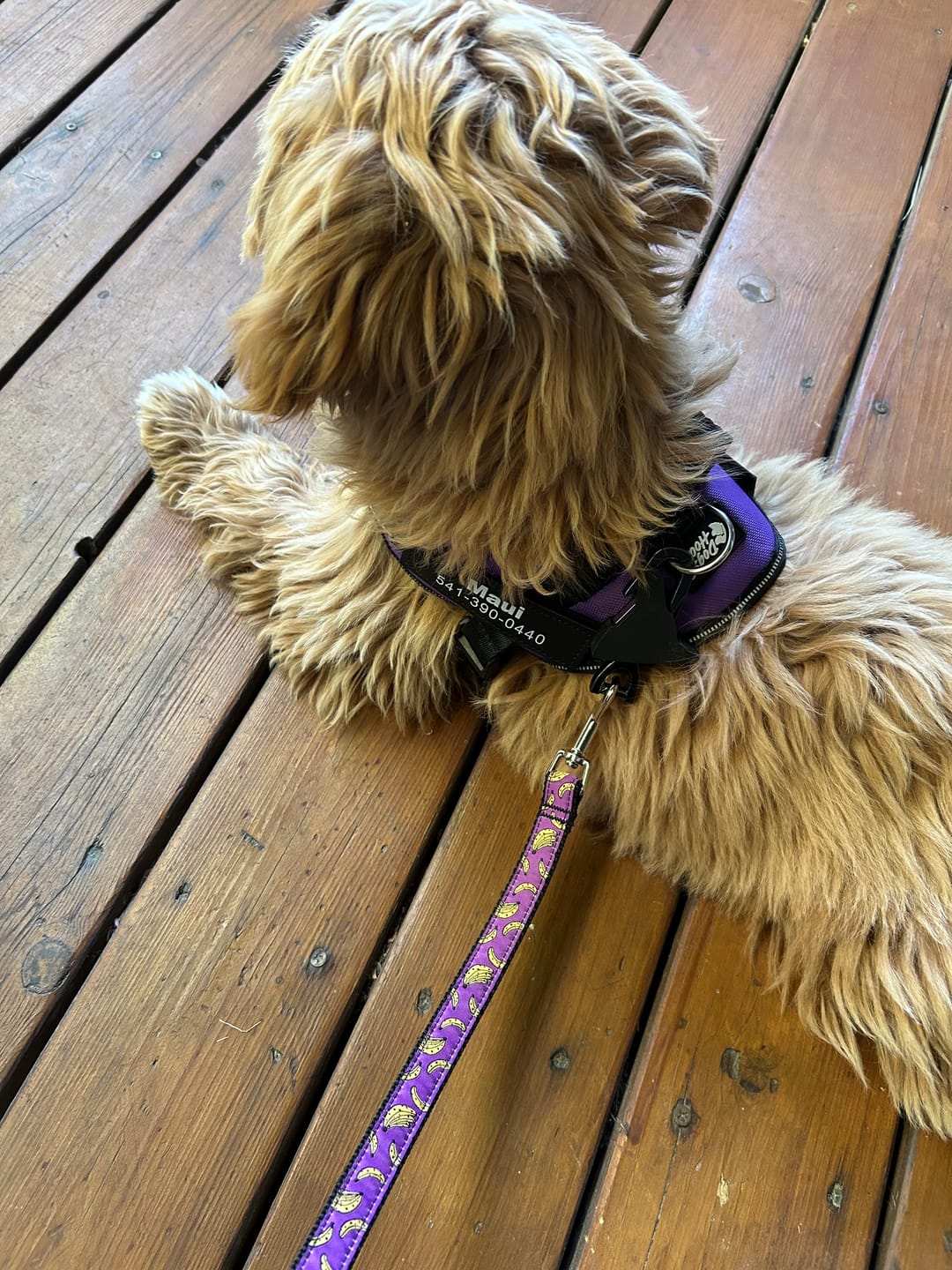 Customer photo review of Dogshood ™