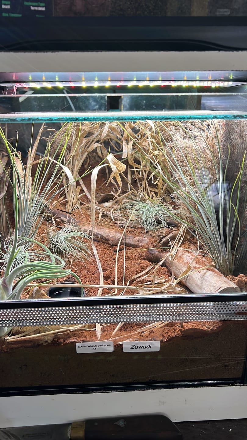 Customer photo review of Tillandsia caput medusae