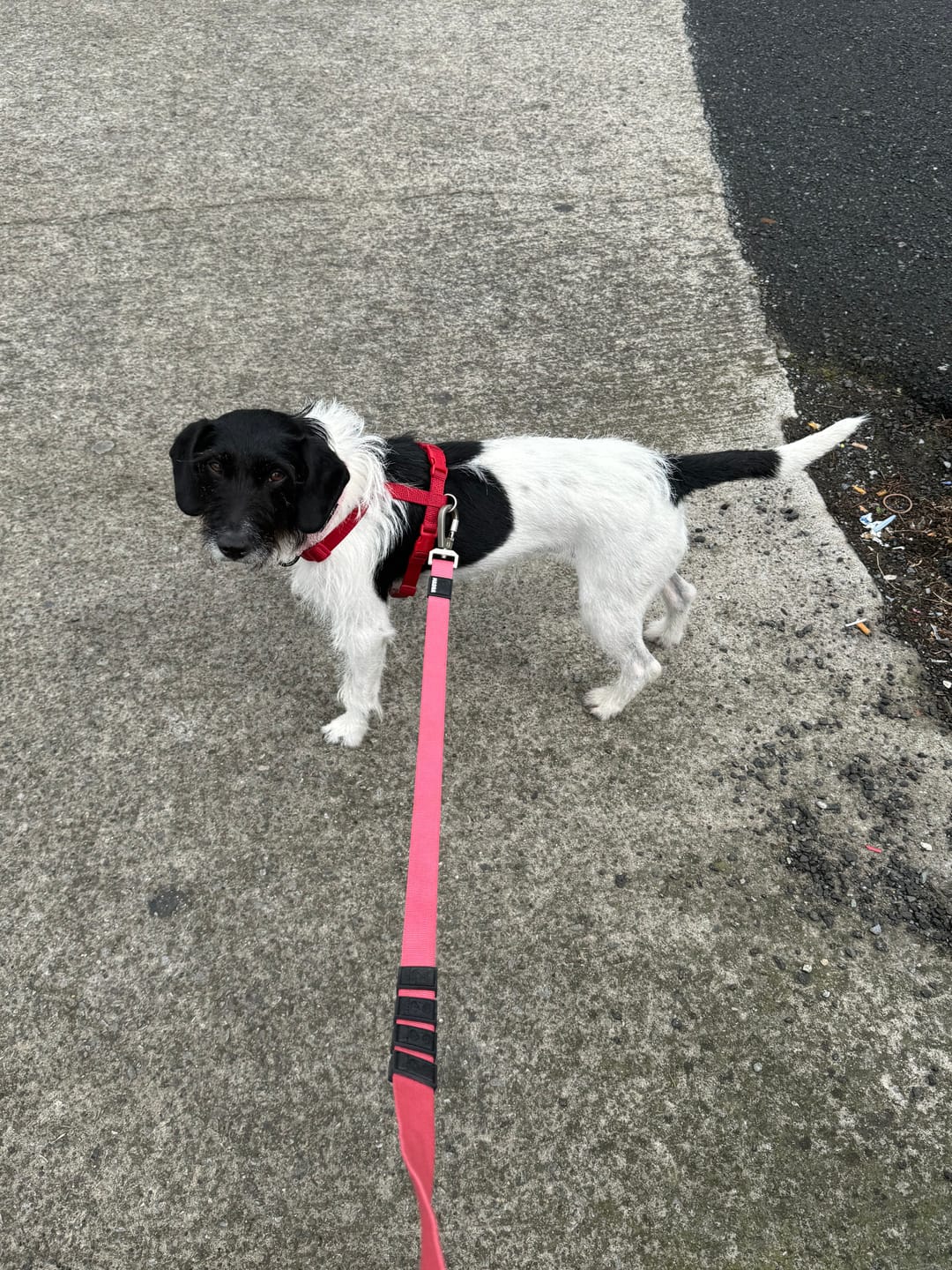 Customer photo review of City Leash Traffic Grip