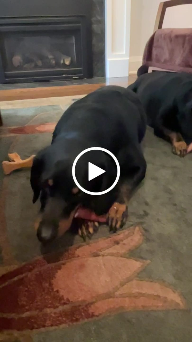 Customer video review of 6 Inch Thick Bully Stick
