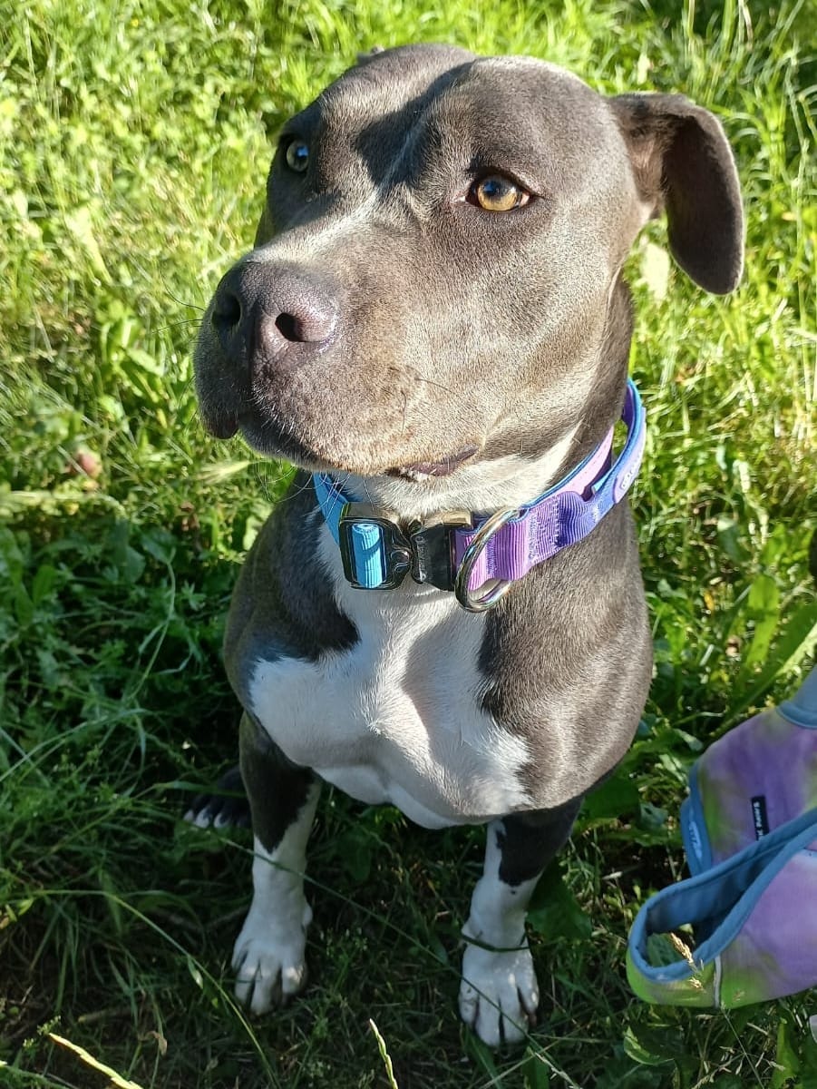 Customer photo review of Comfort Control Collar - 90s Retro