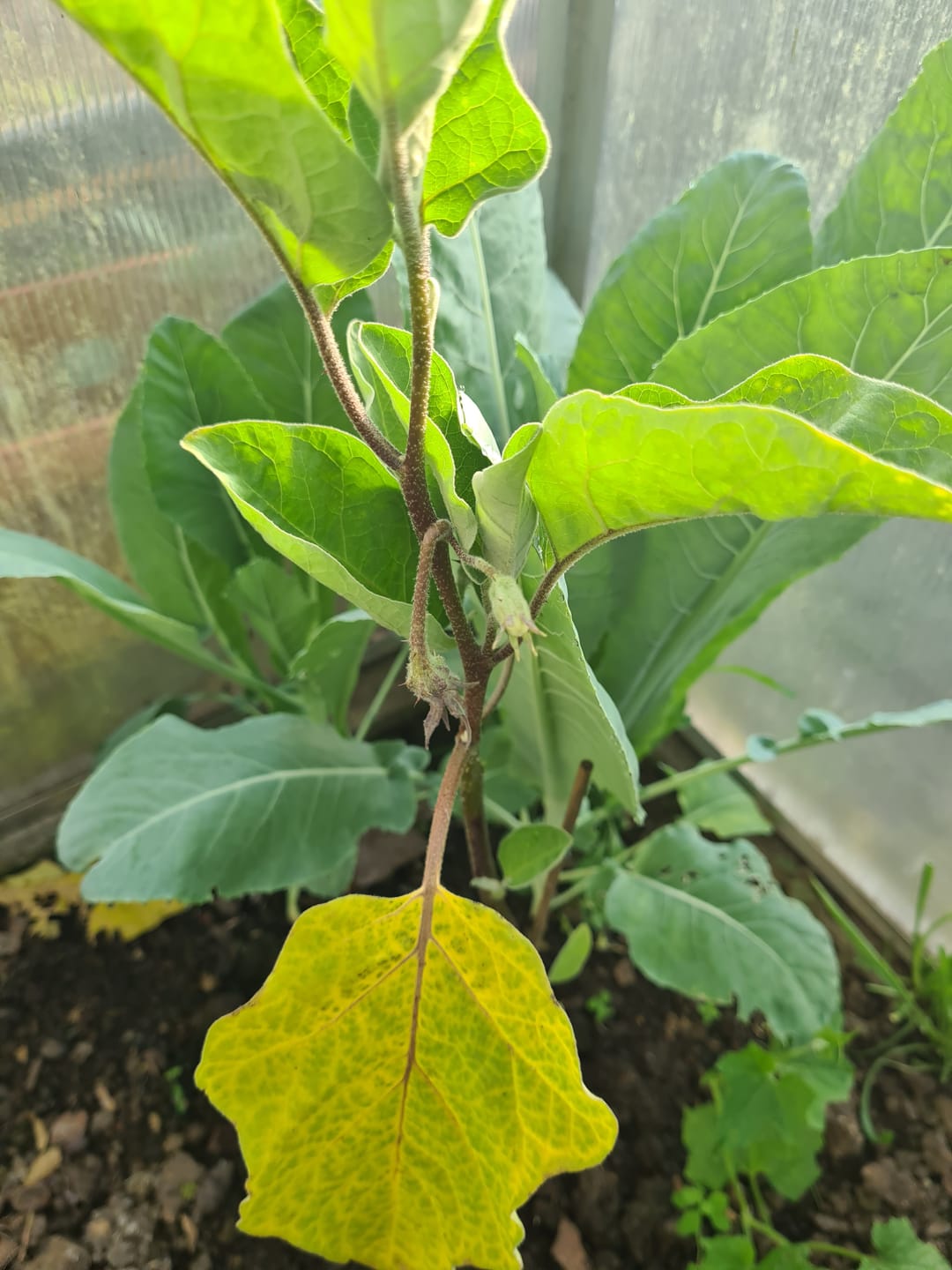 Customer photo review of Aubergine ‘De Barbentane’, Bio-Jungpflanze