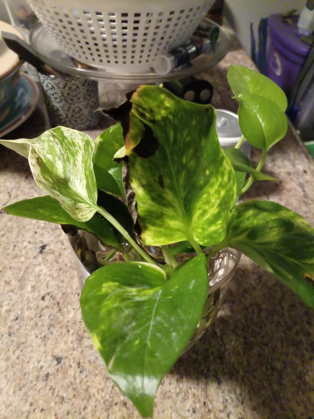 Customer photo review of Rare Pothos cuttings Mix- Marble Pothos / Heart Leaf Philodendron / Silver Pothos / Njoy / Cebu Blue / Neon Pothos / Pick and Choose