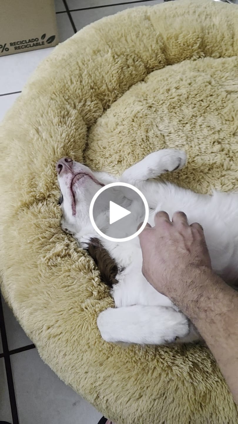 Customer video review of Cama Antiestrés para Perros