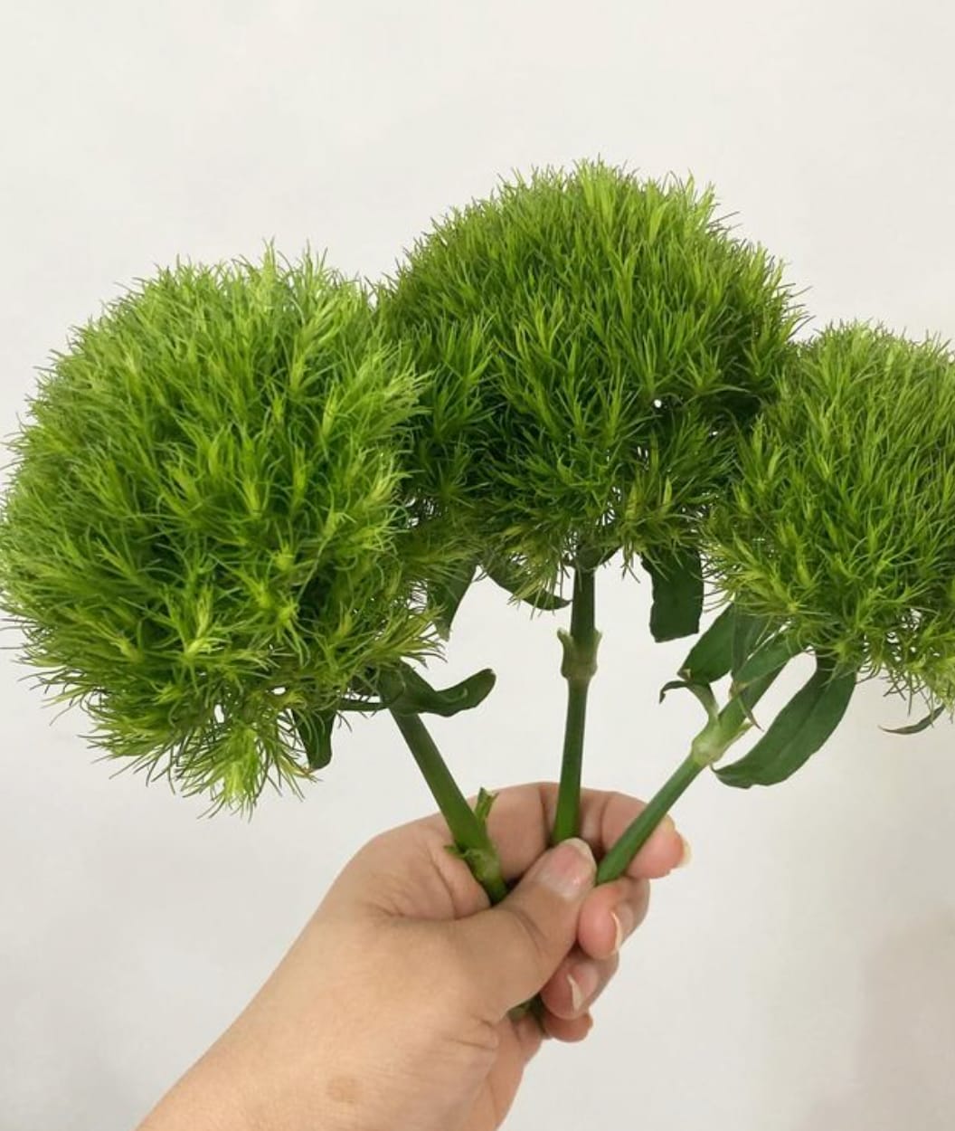 Customer photo review of Dianthus Green Ball
