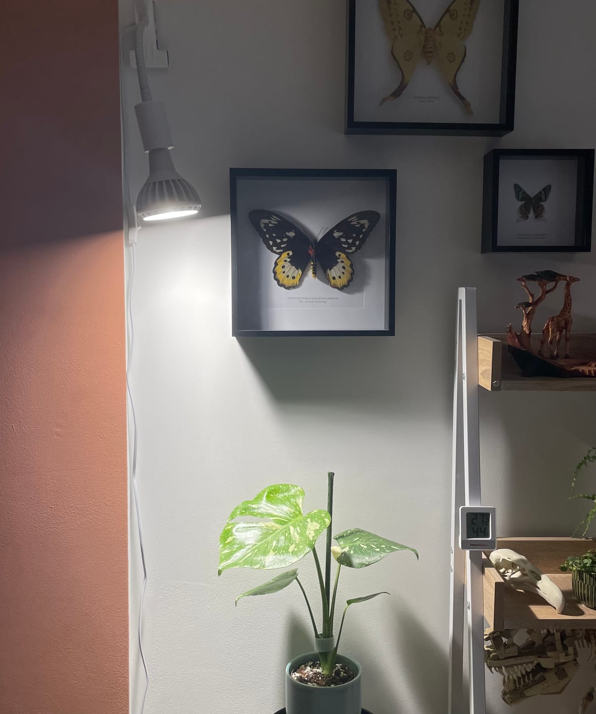 Customer photo review of Pianta Grow Light and Stelo Clip-On Bulb Holder Bundle
